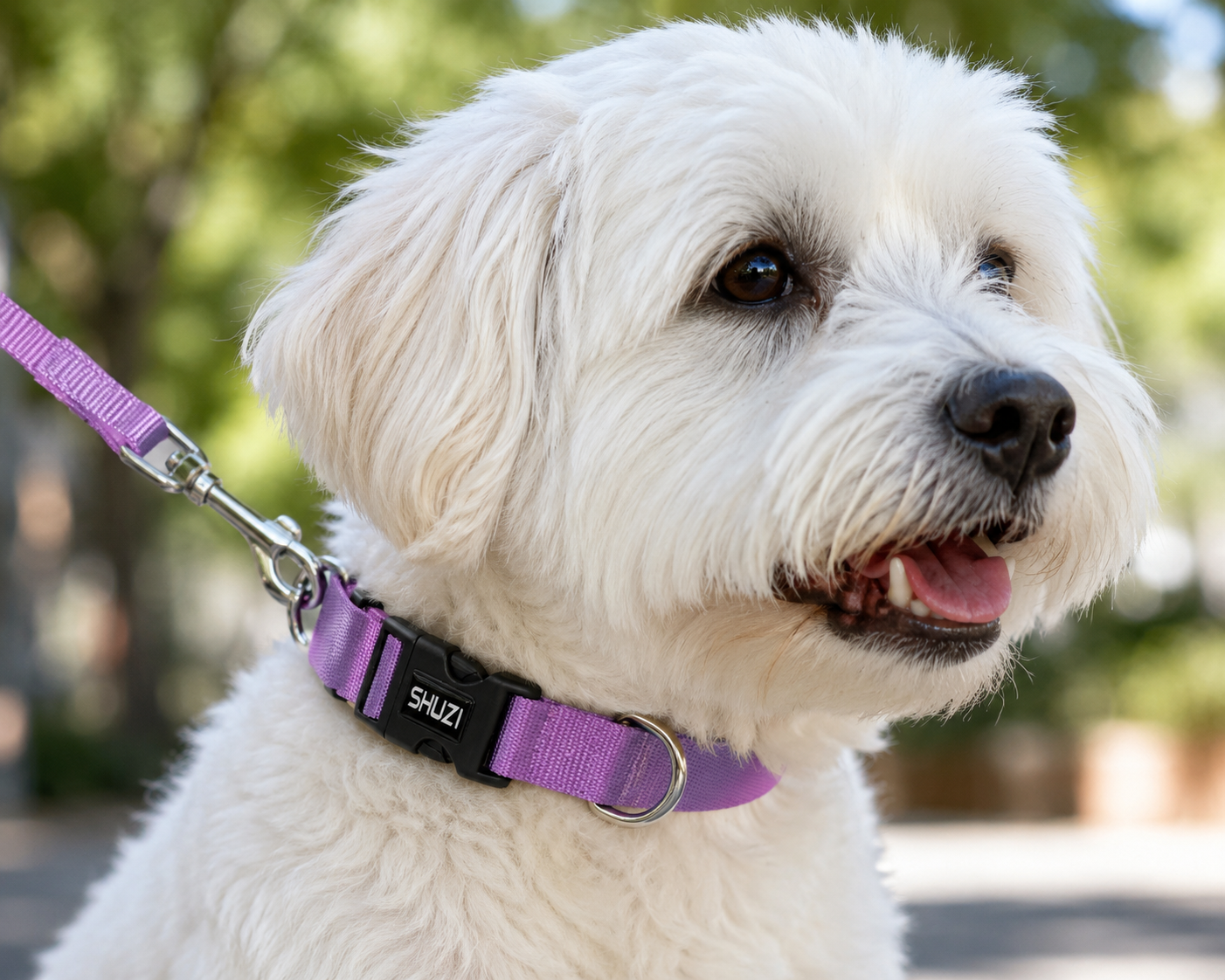 Pet Products
